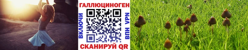 Псилоцибиновые грибы мицелий Купить закладки Щигры